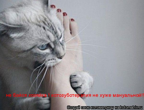 не бойся хозяйка ! котозуботерапия не хуже мануальной!!!... Котоматрица: не бойся хозяйка ! котозуботерапия не хуже мануальной!!!