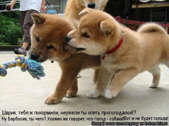 Шарик, тебя ж покормили, неужели ты опять проголодался!? Ну Барбосик, ты чего? Хозяин же говорит, что... Котоматрица: Шарик, тебя ж покормили, неужели ты опять проголодался!? Ну Барбосик, ты чего? Хозяин же говорит, что голод - собака! Вот и не будет голода!