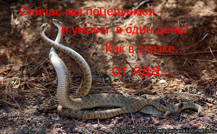 Сейчас мы поцелуемся - и умрем в один день! Как в сказке... от яда...... Котоматрица: Сейчас мы поцелуемся - и умрем в один день! Как в сказке... от яда...