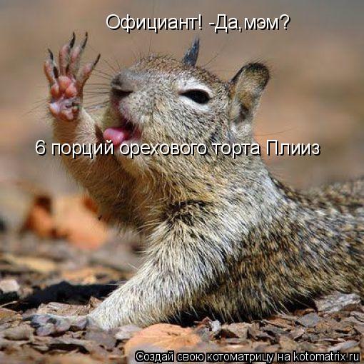 Официант! -Да,мэм? 6 порций орехового торта Плииз... Котоматрица: Официант! -Да,мэм? 6 порций орехового торта Плииз