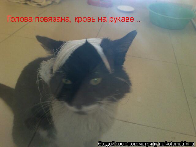 Голова повязана, кровь на рукаве...... Котоматрица: Голова повязана, кровь на рукаве...