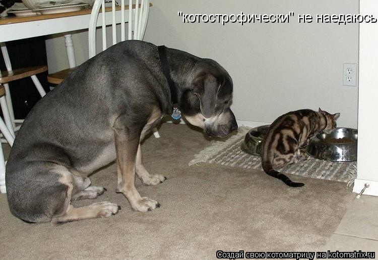 "котострофически" не наедаюсь!!!... Котоматрица: "котострофически" не наедаюсь!!!