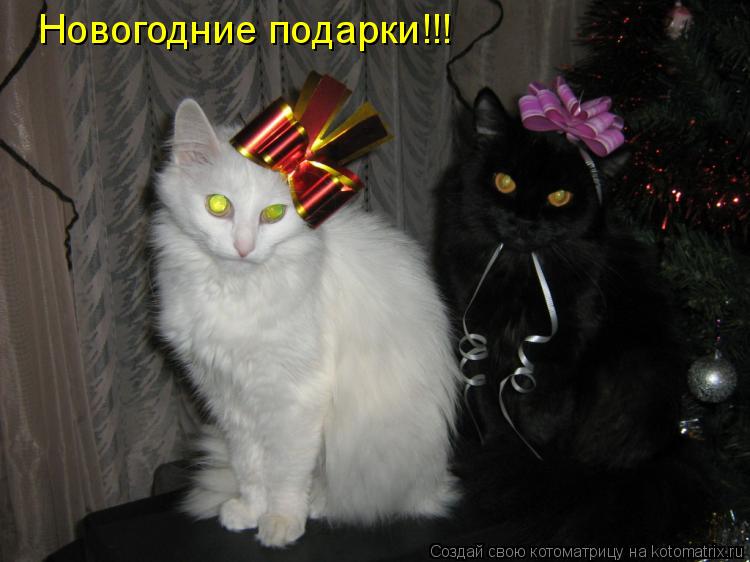 Новогодние подарки!!!... Котоматрица: Новогодние подарки!!!