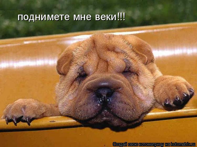 поднимете мне веки!!!... Котоматрица: поднимете мне веки!!!