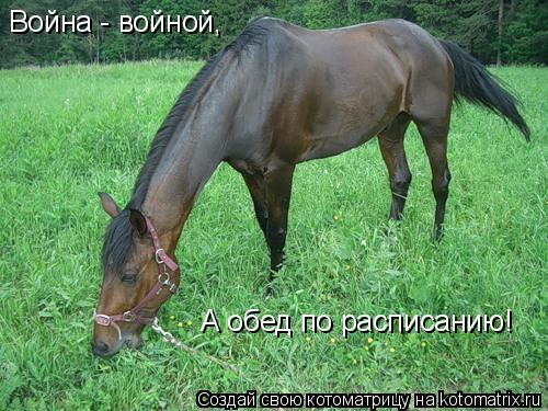 Котоматрица: Война - войной, А обед по расписанию!