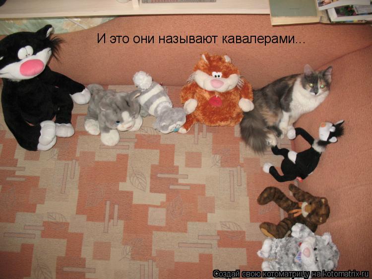 Котоматрица: И это они называют кавалерами...