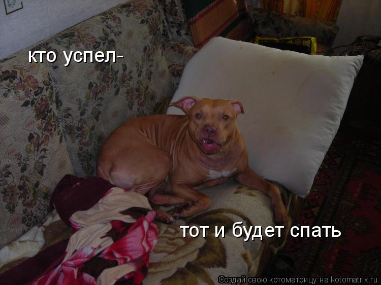 Котоматрица: кто успел- тот и будет спать