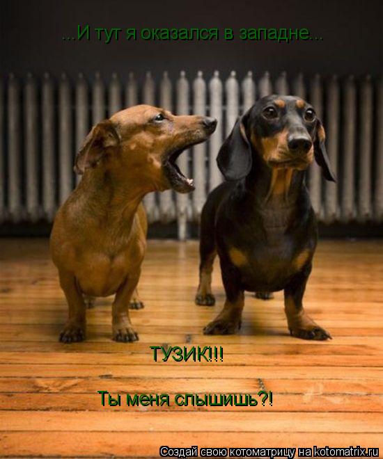 Котоматрица: ТУЗИК!!! Ты меня слышишь?! ...И тут я оказался в западне...