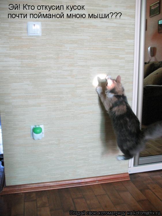 Котоматрица: Эй! Кто откусил кусок  почти пойманой мною мыши???