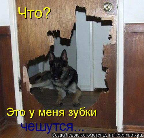 Котоматрица: Что? Это у меня зубки чешутся...