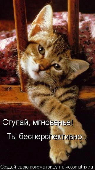 Ступай, мгновенье! Ты бесперспективно...... Котоматрица: Ступай, мгновенье! Ты бесперспективно...