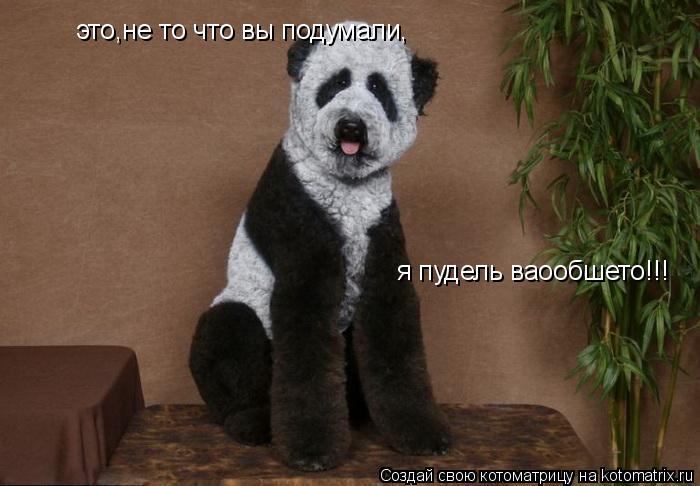 Котоматрица: это,не то что вы подумали, я пудель ваообшето!!!