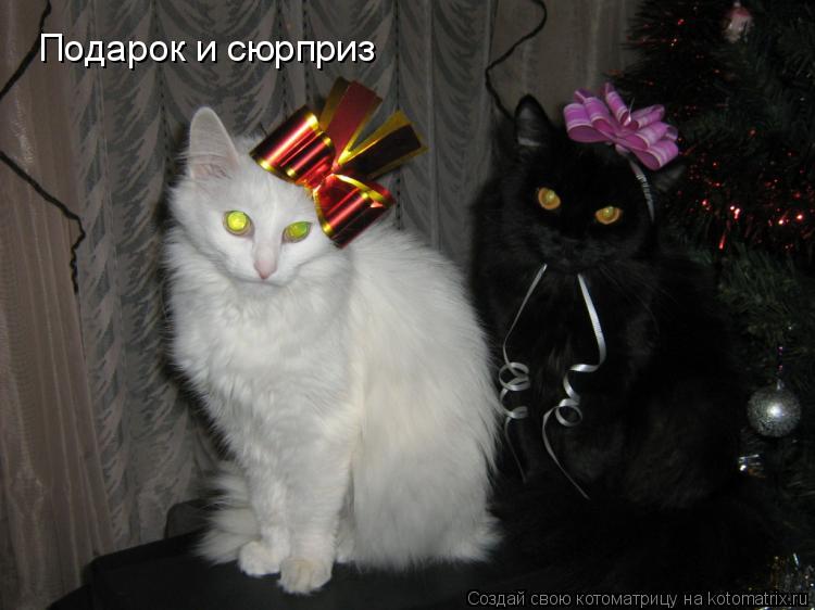 Котоматрица: Подарок и сюрприз