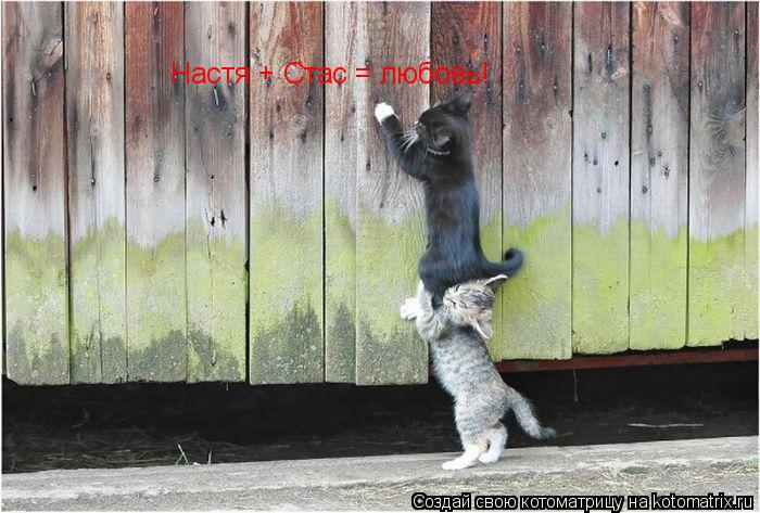 Котоматрица: Настя + Стас = любовь!