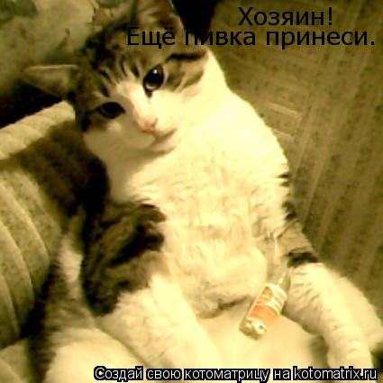 Котоматрица: Хозяин! Ещё пивка принеси.