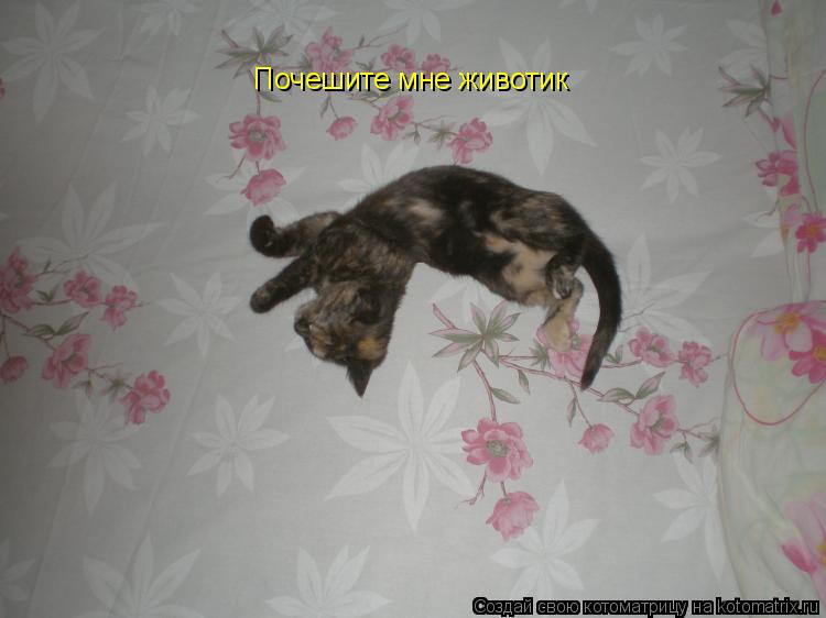 Котоматрица: Почешите мне животик