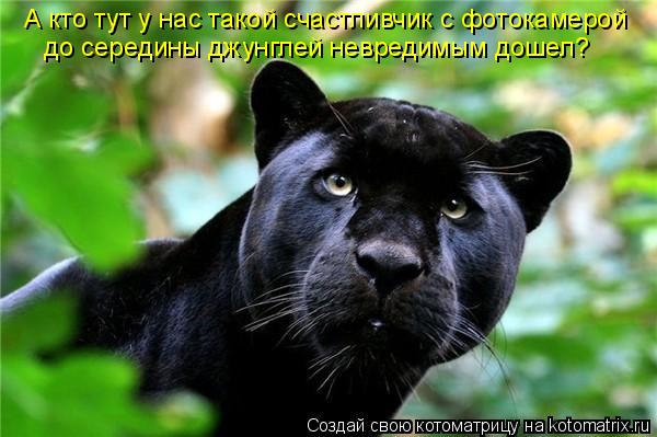 Котоматрица: А кто тут у нас такой счастливчик с фотокамерой до середины джунглей невредимым дошел?