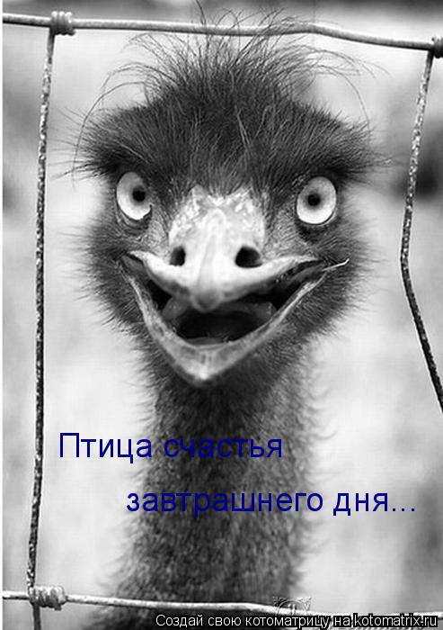 Котоматрица: Птица счастья  завтрашнего дня...