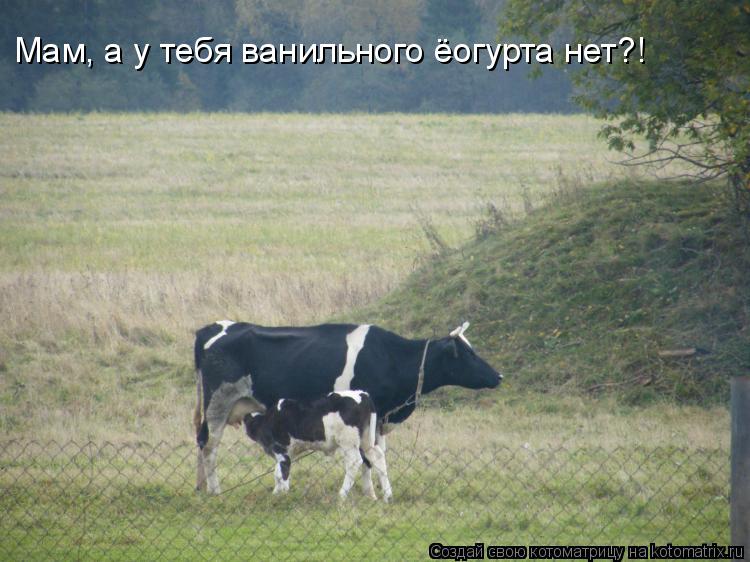 Котоматрица: Мам, а у тебя ванильного ёогурта нет?!