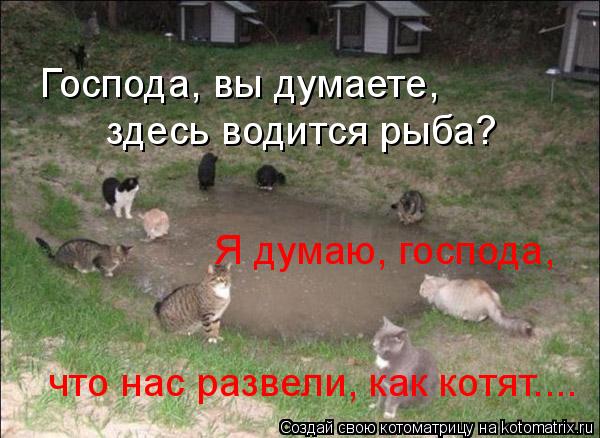 Котоматрица: Господа, вы думаете, здесь водится рыба? Я думаю, господа,  что нас развели, как котят....