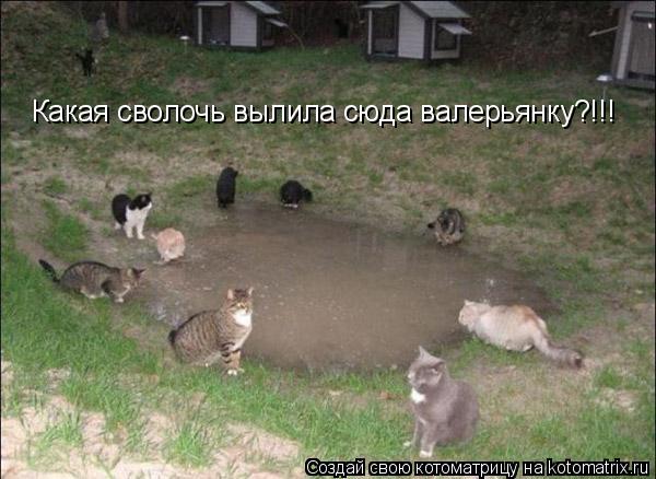 Какая сволочь вылила сюда валерьянку?!!!... Котоматрица: Какая сволочь вылила сюда валерьянку?!!!