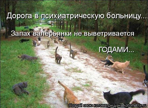 Дорога в психиатрическую больницу.... Запах валерьянки не выветривается ГОДАМИ...... Котоматрица: Дорога в психиатрическую больницу.... Запах валерьянки не выветривается ГОДАМИ...