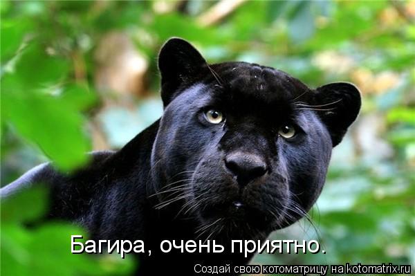 Багира, очень приятно.... Котоматрица: Багира, очень приятно.