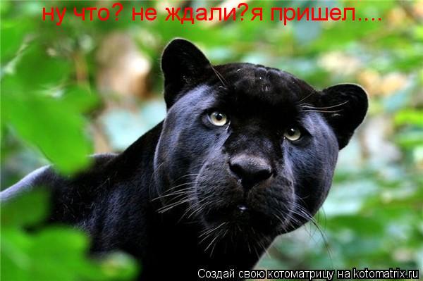 ну что? не ждали?я пришел....... Котоматрица: ну что? не ждали?я пришел....