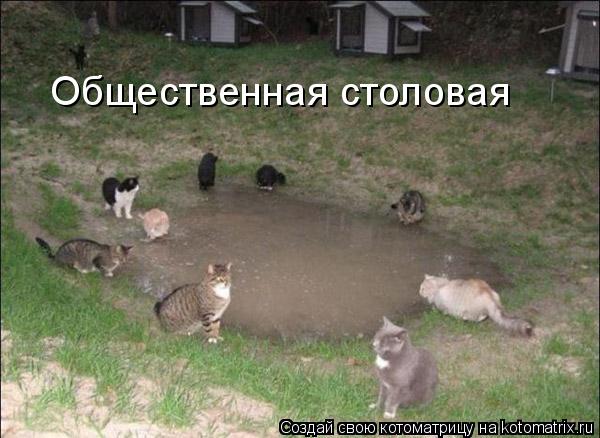 Общественная столовая... Котоматрица: Общественная столовая