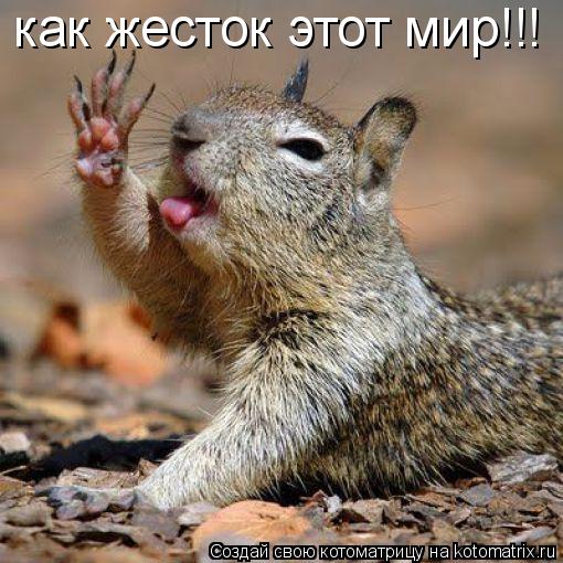 как жесток этот мир!!!... Котоматрица: как жесток этот мир!!!