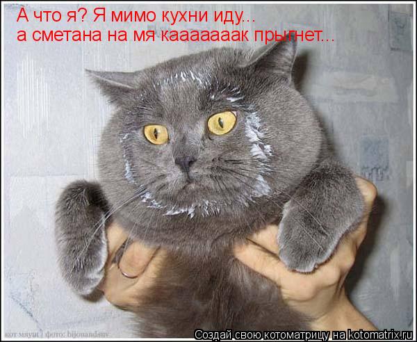 А что я? Я мимо кухни иду... а сметана на мя кааааааак прыгнет...... Котоматрица: А что я? Я мимо кухни иду... а сметана на мя кааааааак прыгнет...
