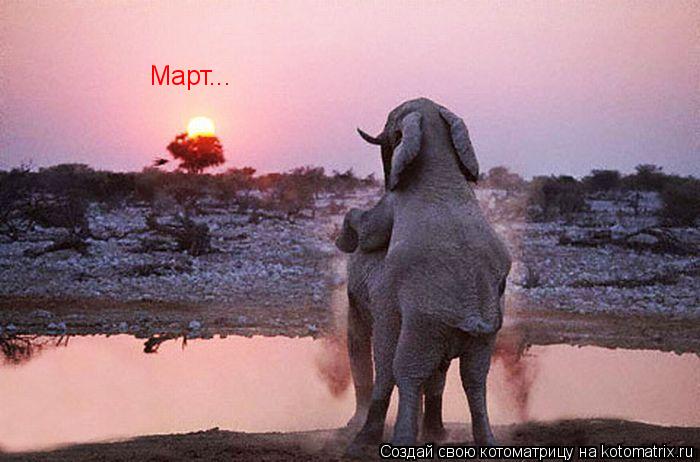 Март...... Котоматрица: Март...