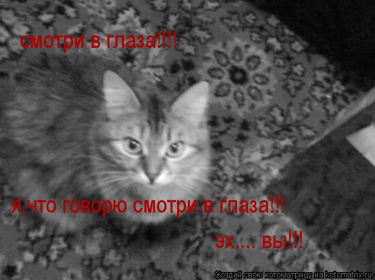 смотри в глаза!!!! я,что говорю смотри в глаза!!! эх.... вы!!!... Котоматрица: смотри в глаза!!!! я,что говорю смотри в глаза!!! эх.... вы!!!