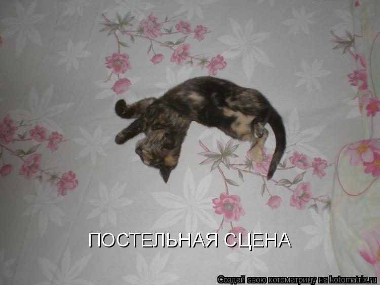 Котоматрица: ПОСТЕЛЬНАЯ СЦЕНА