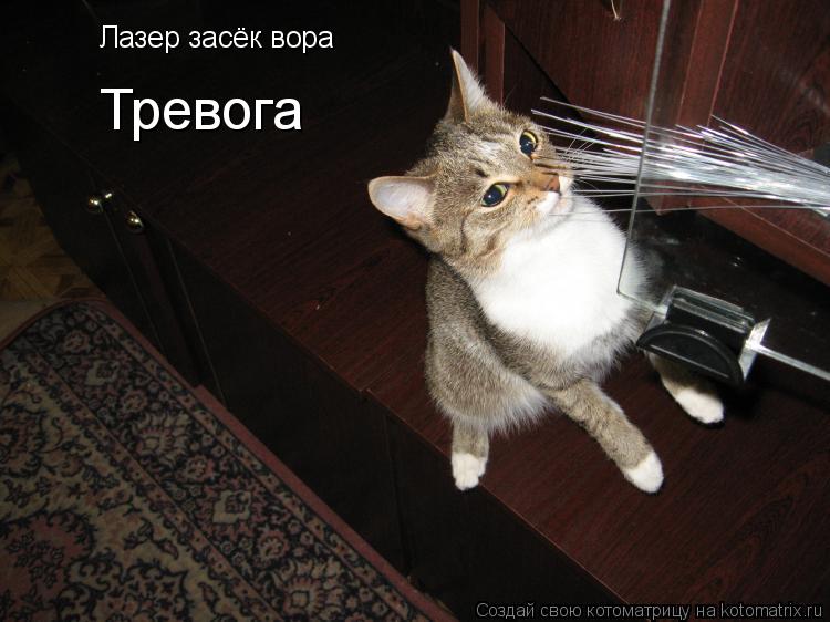 Лазер засёк вора Тревога... Котоматрица: Лазер засёк вора Тревога