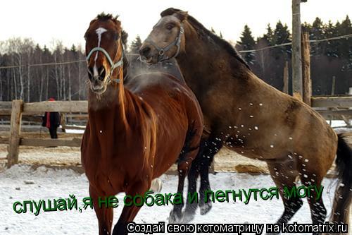 слушай,я не собака и легнутся могу... Котоматрица: слушай,я не собака и легнутся могу