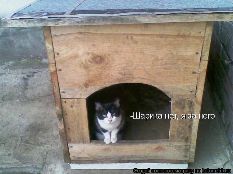 -Шарика нет, я за него... Котоматрица: -Шарика нет, я за него