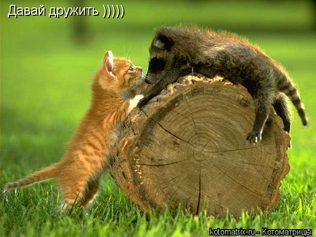 Давай дружить )))))... Котоматрица: Давай дружить )))))