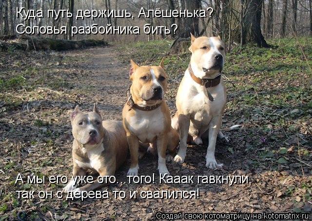 Куда путь держишь, Алёшенька? Соловья разбойника бить? А мы его уже это...того! Кааак гавкнули, так... Котоматрица: Куда путь держишь, Алёшенька? Соловья разбойника бить? А мы его уже это...того! Кааак гавкнули, так он с дерева то и свалился!