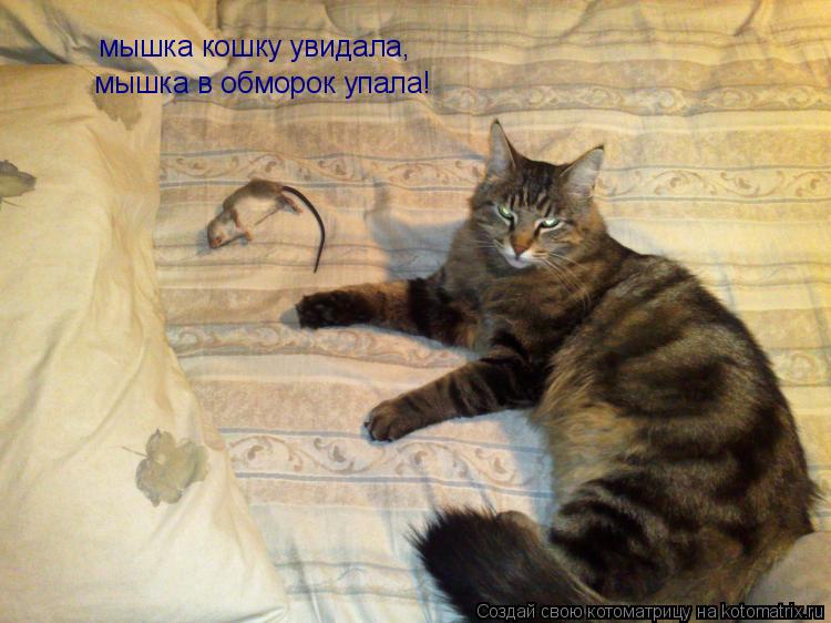 мышка кошку увидала, мышка в обморок упала!... Котоматрица: мышка кошку увидала, мышка в обморок упала!