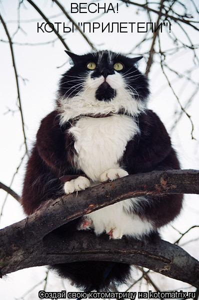 ВЕСНА! КОТЫ "ПРИЛЕТЕЛИ"!... Котоматрица: ВЕСНА! КОТЫ "ПРИЛЕТЕЛИ"!