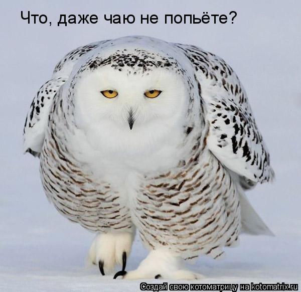 Что, даже чаю не попьёте?... Котоматрица: Что, даже чаю не попьёте?