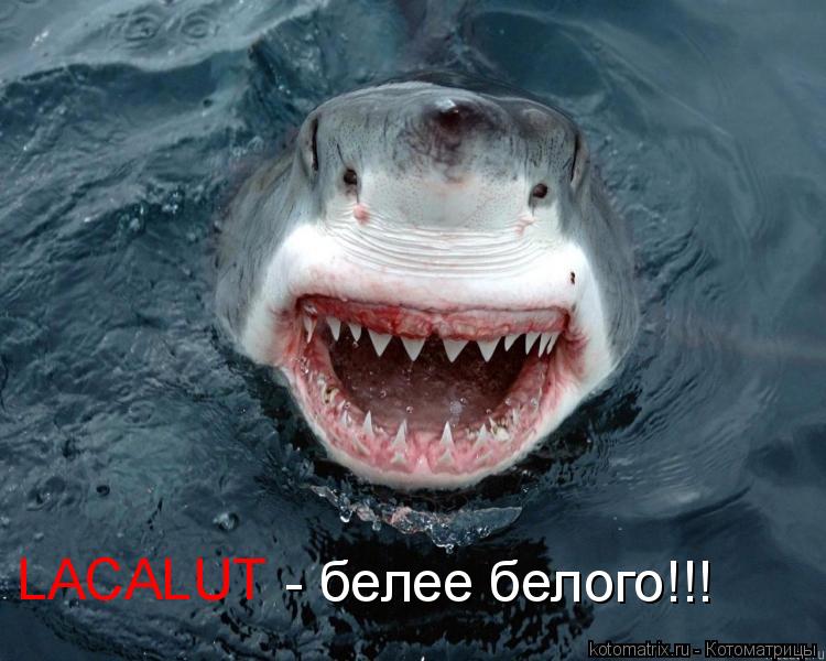 LACALUT - белее белого!!!... Котоматрица: LACALUT - белее белого!!!