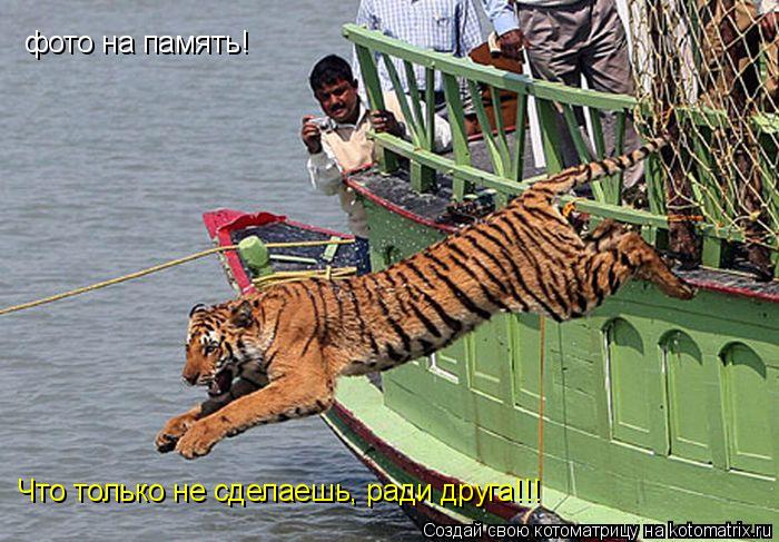 фото на память! Что только не сделаешь, ради друга!!!... Котоматрица: фото на память! Что только не сделаешь, ради друга!!!