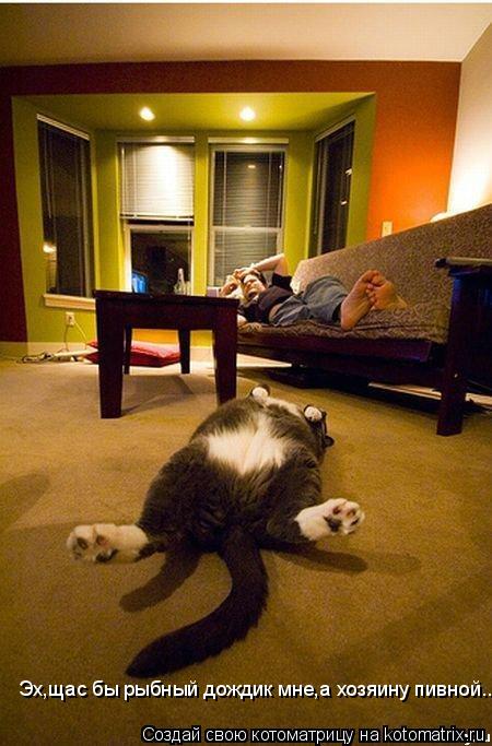 Эх,щас бы рыбный дождик мне,а хозяину пивной...... Котоматрица: Эх,щас бы рыбный дождик мне,а хозяину пивной...