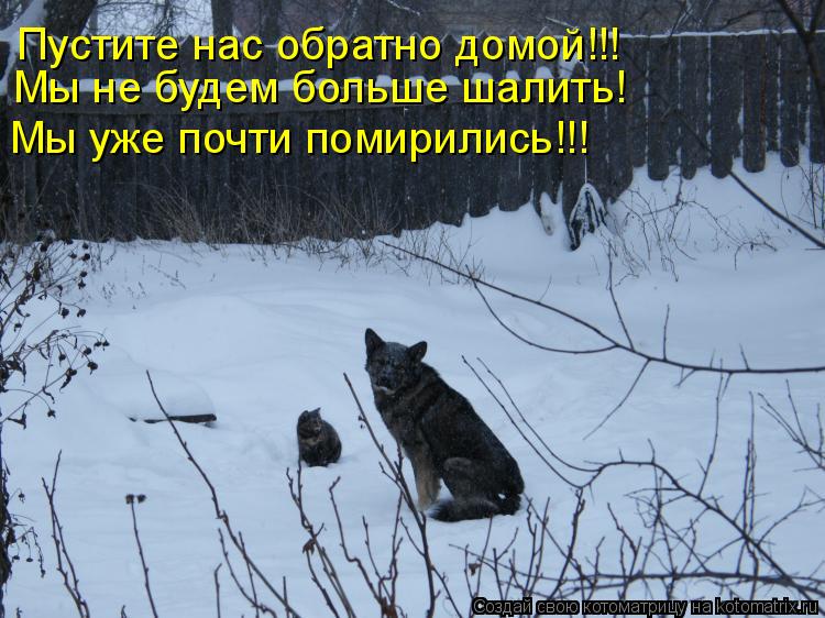 Пустите нас обратно домой!!! Мы не будем больше шалить! Мы уже почти помирились!!!... Котоматрица: Пустите нас обратно домой!!! Мы не будем больше шалить! Мы уже почти помирились!!!