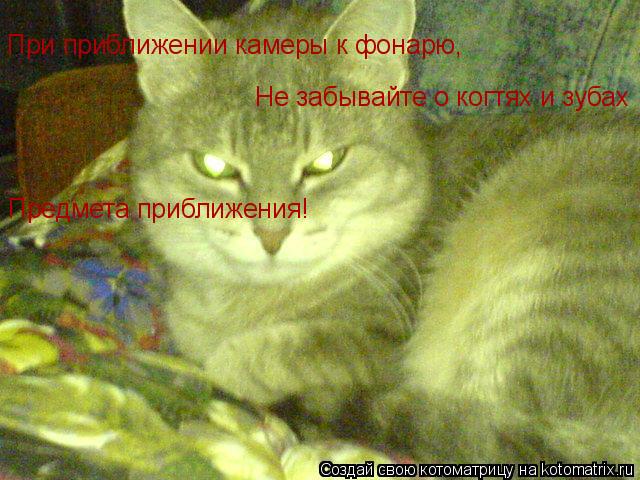 При приближении камеры к фонарю, Не забывайте о когтях и зубах Предмета приближения!... Котоматрица: При приближении камеры к фонарю, Не забывайте о когтях и зубах Предмета приближения!