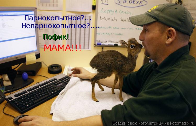 Непарнокопытное?.... Пофик! Парнокопытное?... Непарнокопытное?.... МАМА!!!... Котоматрица: Непарнокопытное?.... Пофик! Парнокопытное?... Непарнокопытное?.... МАМА!!!