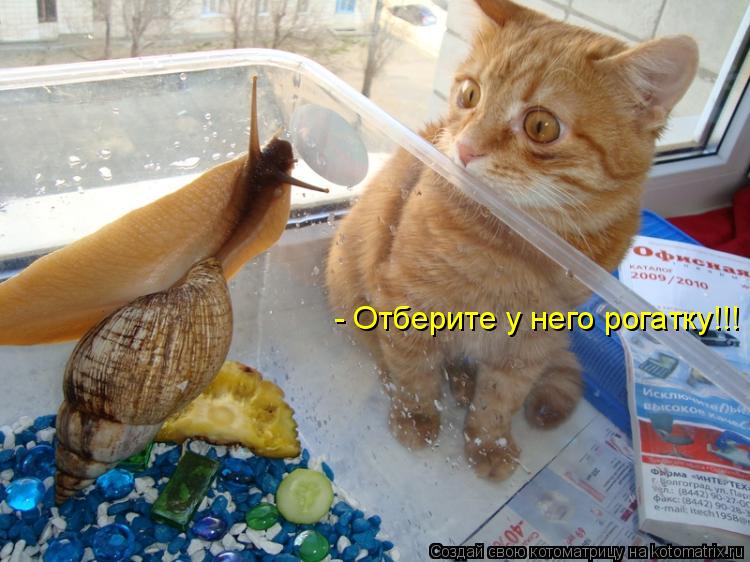- Отберите у него рогатку!!!... Котоматрица: - Отберите у него рогатку!!!