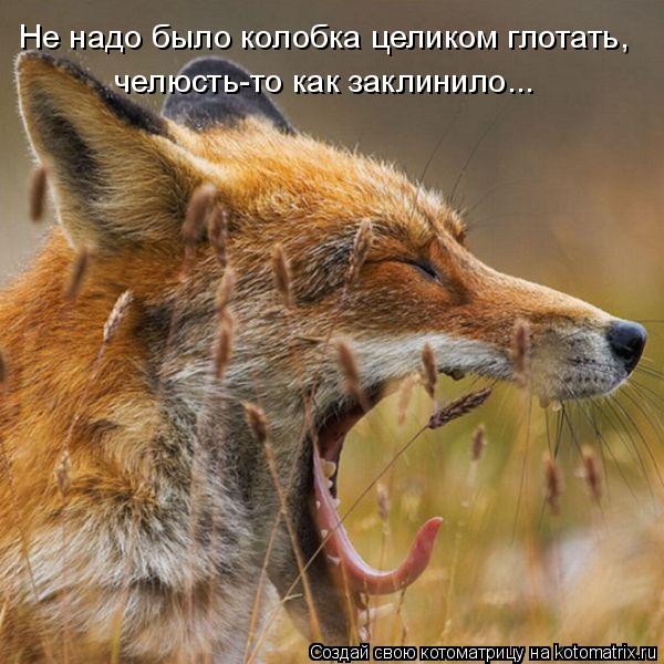 Не надо было колобка целиком глотать, челюсть-то как заклинило...... Котоматрица: Не надо было колобка целиком глотать, челюсть-то как заклинило...